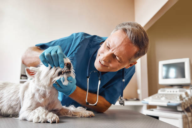 Best Emergency Dental Services for Seniors in Manning, IA